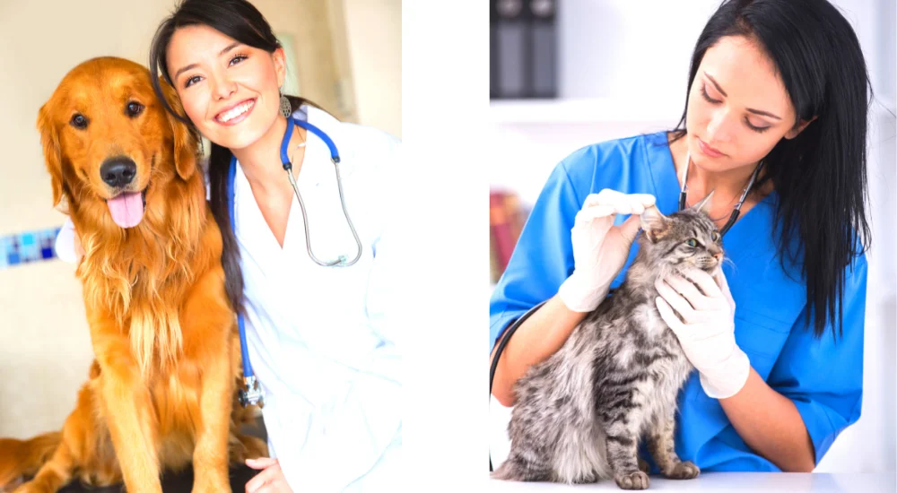 deutsche-tierärzte-spanien-finden