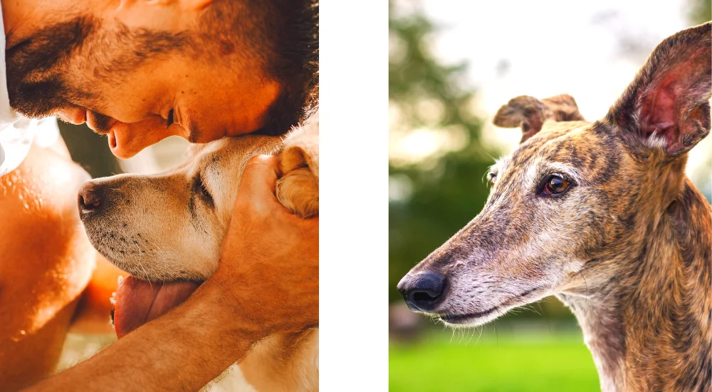 Rüden mit Spanischen Namen