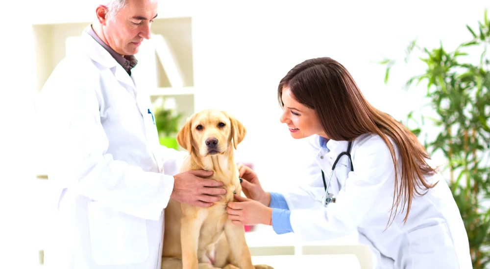 tierarztpraxen-in-spanen