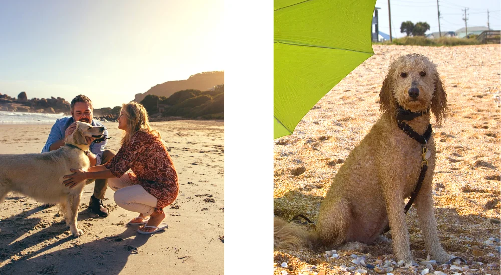 urlaub-mit-hund-richtig-planen