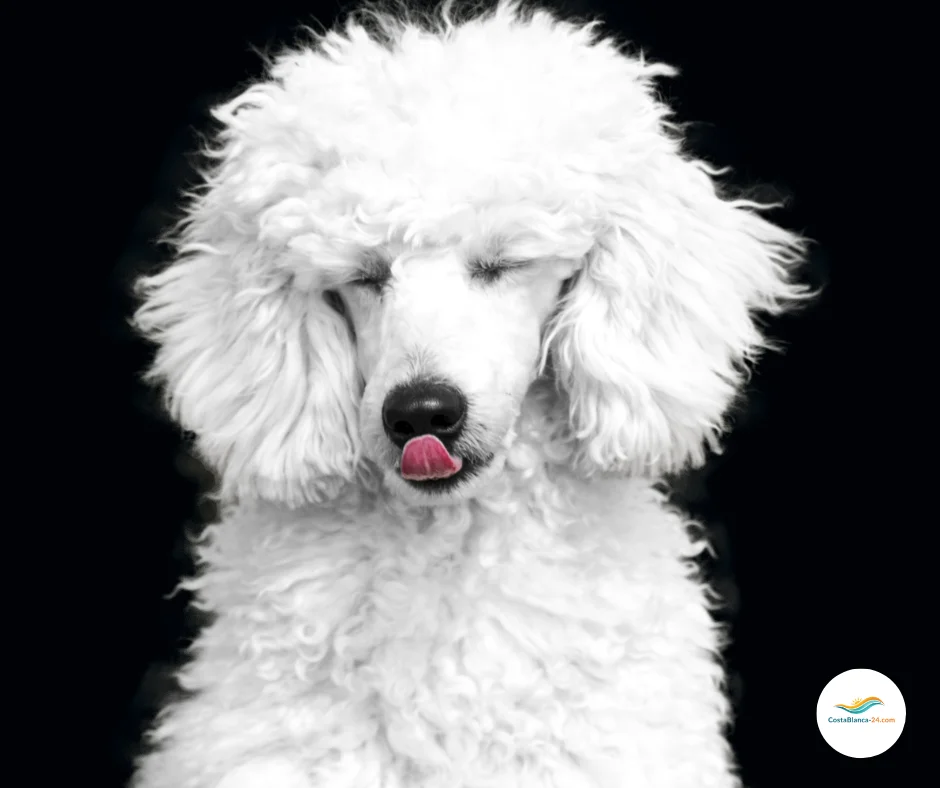 Bezaubernde Hündin mit spanischem Flair