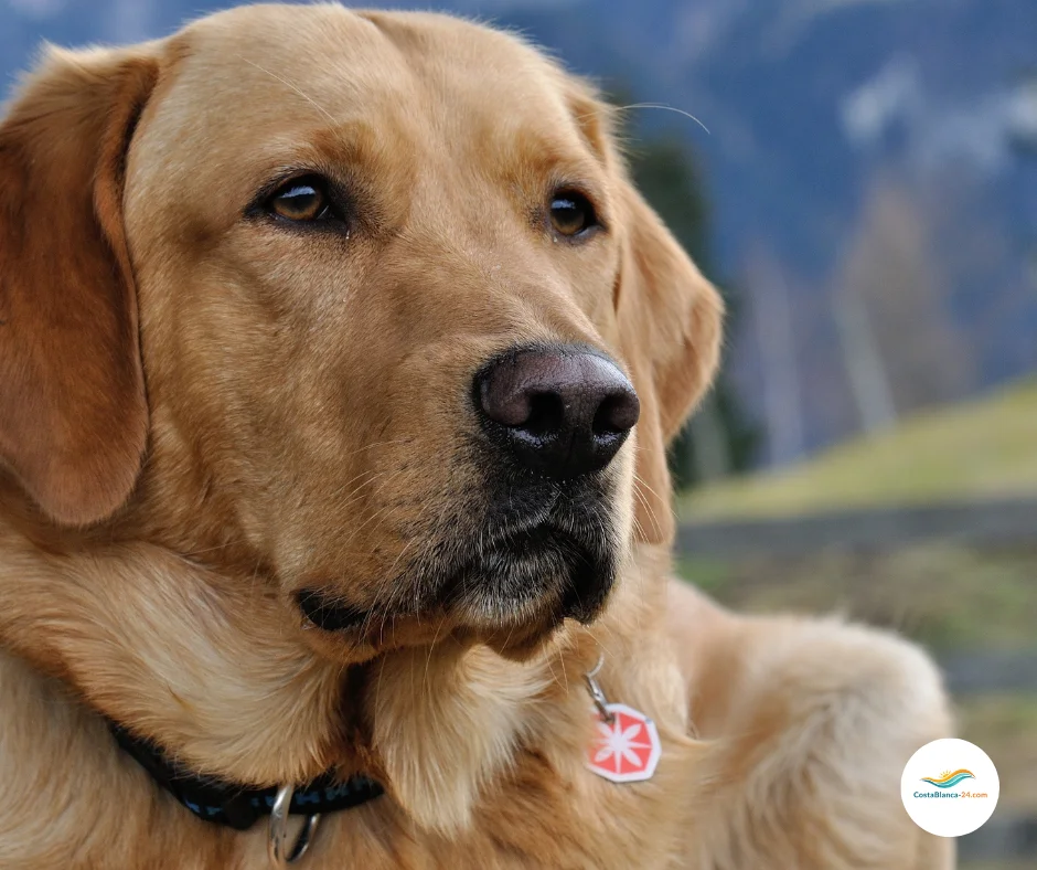 Starker Rüde mit stolzem Charakter