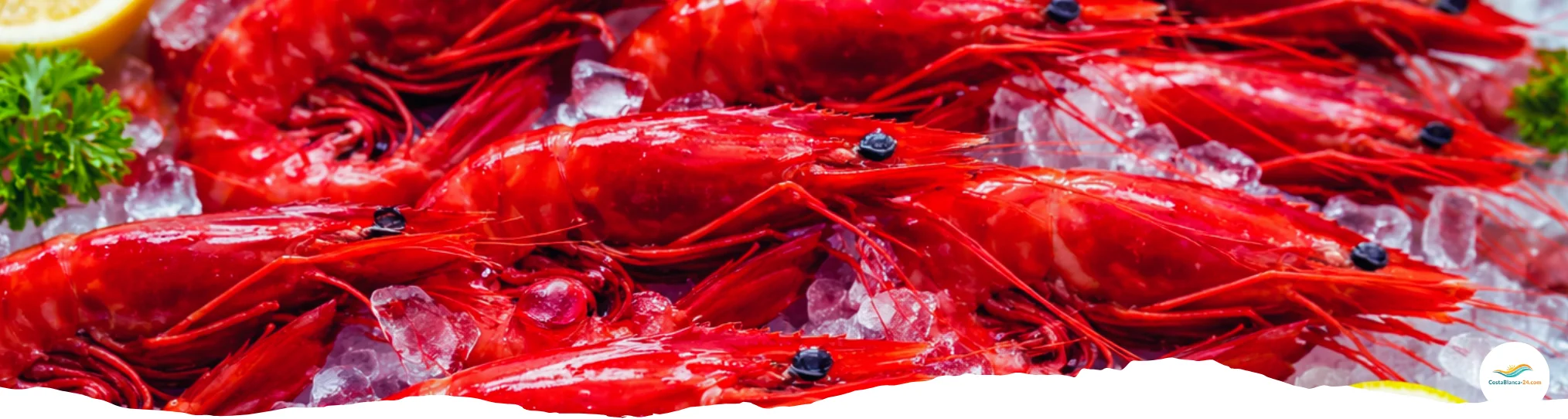 Fangfrische Gamba Rojo de Denia