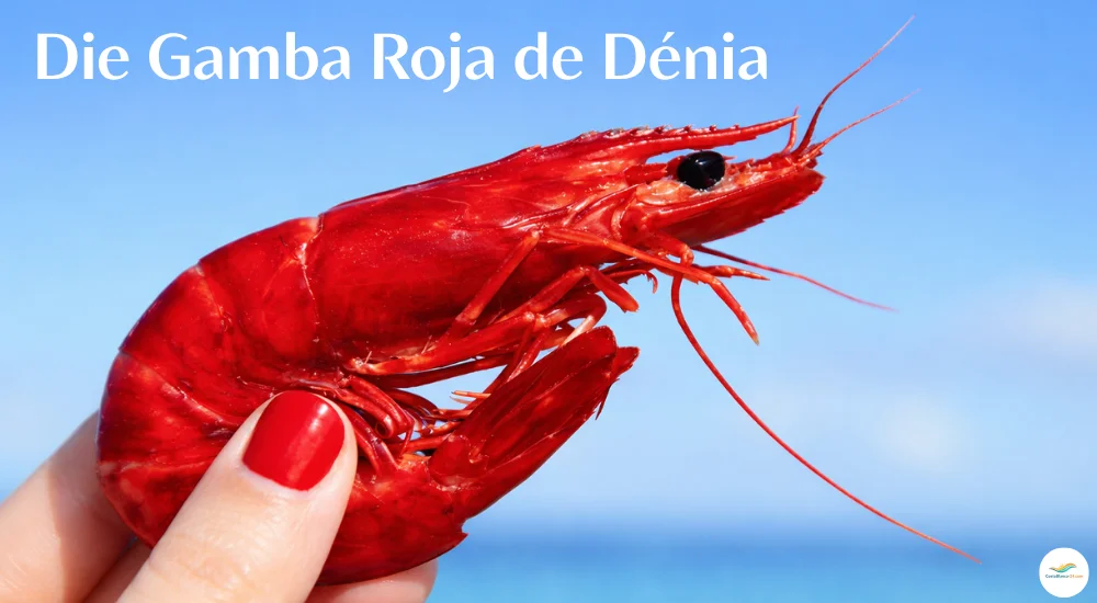Die Gamba Roja de Denia in voller Pracht