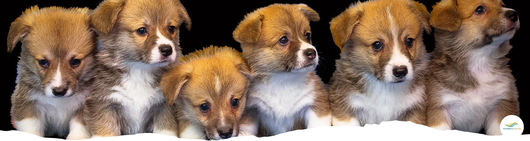 Männliche Welpen mit Spanischen Hundenamen für Rüden