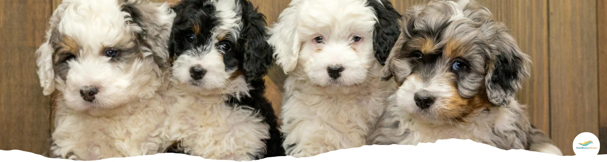 Kleinen spanische weibliche Hündinnen mit neuen Namen